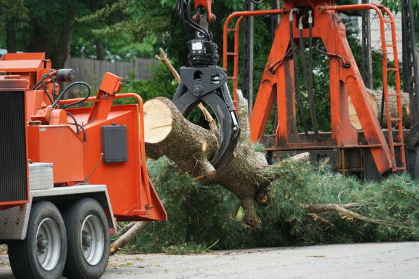 Best Seasonal Cleanup (Spring/Fall)  in Eming Island, FL