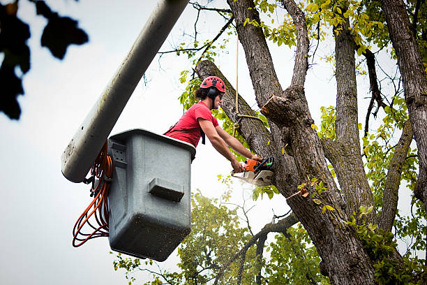 Best Tree Health Inspection  in Eming Island, FL