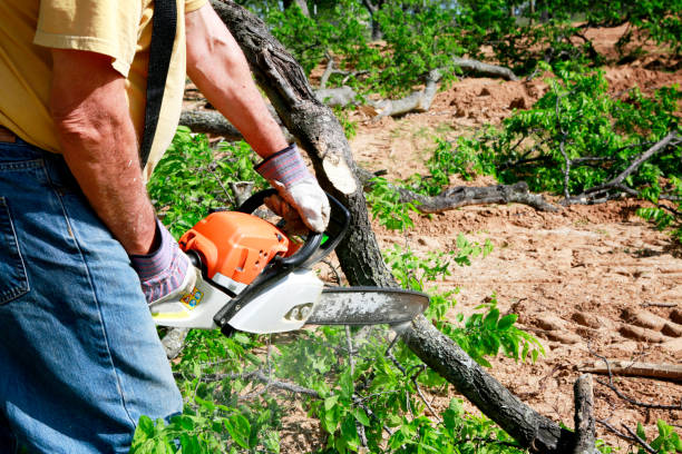 Best Emergency Tree Removal  in Eming Island, FL